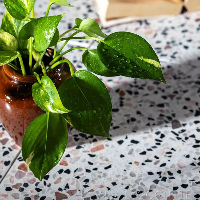 A potted plant with green leaves covered in water droplets on a terrazzo tabletop.