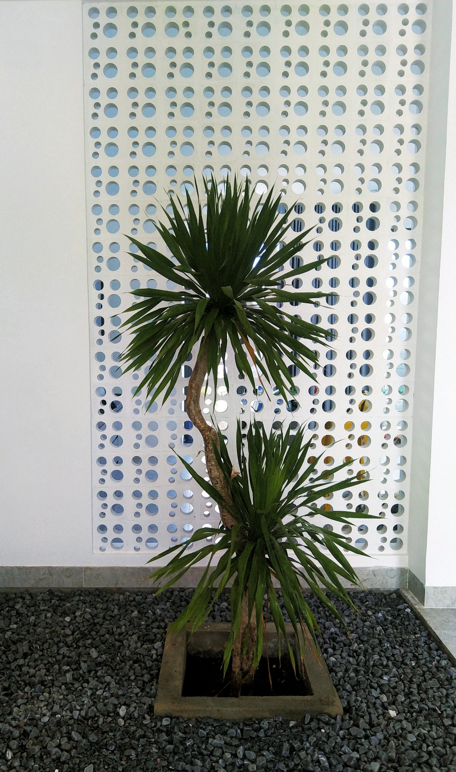 The Jami tile by New York Cement Tile stands on gravel before a white wall with mid-century modern breeze blocks.