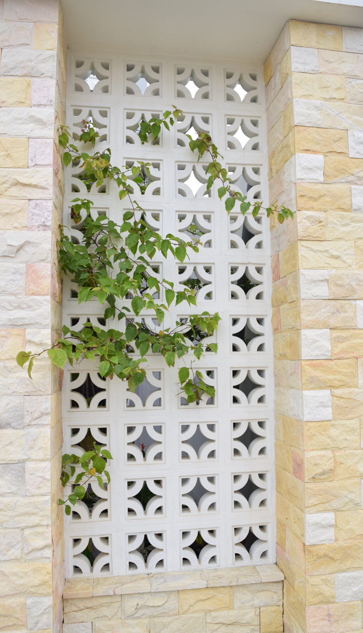 Sam by New York Cement Tile: Green-leafed vine climbs white privacy screen in a yellow brick wall.