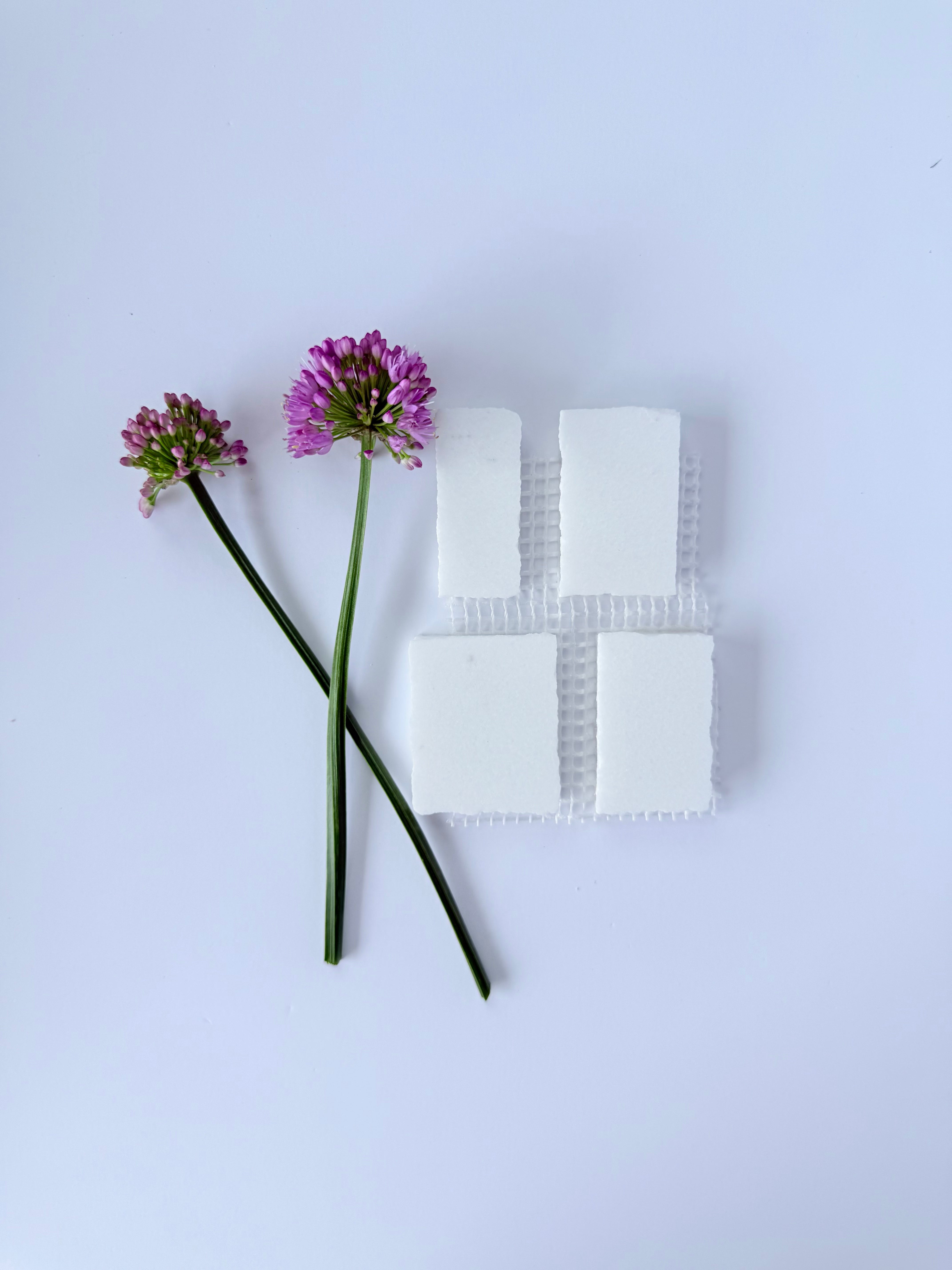 Two purple alliums and four sugar cubes highlight the Italian elegance of Scarpa I Pure White Mosaic Marble by New York Cement Tile.